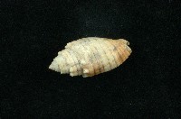 藏品( 金網筆螺)的圖片